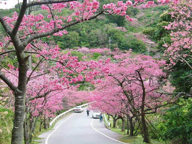 沖繩祭典、活動-本部八重岳櫻花祭