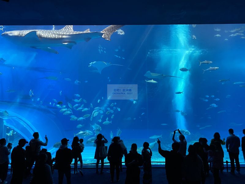 沖繩行程分享-沖繩美麗海水族館-黑潮之海